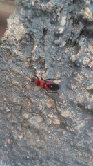 Oncopeltus nigriceps