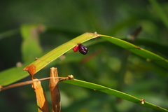 Muehlenbeckia platyclada