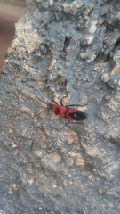 Oncopeltus nigriceps