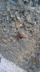 Oncopeltus nigriceps