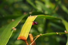Muehlenbeckia platyclada