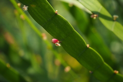 Muehlenbeckia platyclada