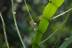 Muehlenbeckia platyclada