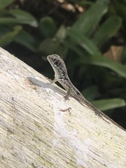 Tropidurus torquatus