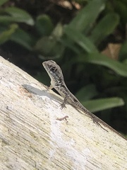Tropidurus torquatus