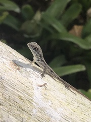 Tropidurus torquatus