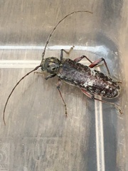 Phacodes