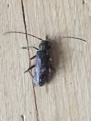 Phacodes