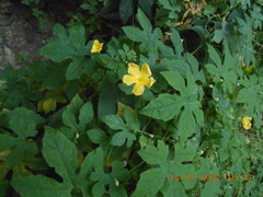 Momordica charantia abbreviata