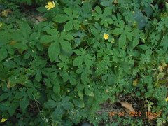 Momordica charantia abbreviata