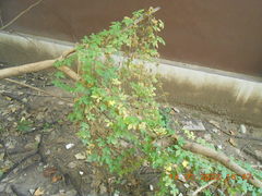 Momordica charantia abbreviata