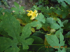 Momordica charantia abbreviata