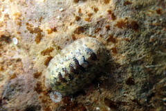 Ischnochiton thomasi