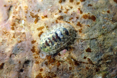 Ischnochiton thomasi