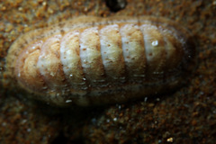 Ischnochiton cariosus