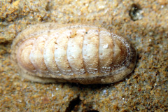 Ischnochiton cariosus