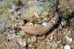 Leptosynapta dolabrifera