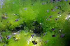 Pempheris multiradiata