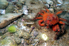 Schizophrys rufescens