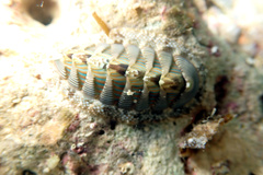 Rhyssoplax diaphora