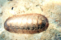 Ischnochiton cariosus