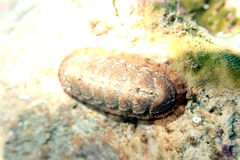 Ischnochiton cariosus