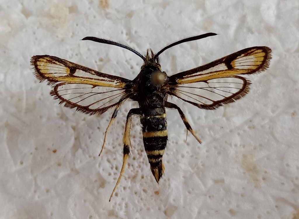Bembecia molleti