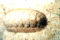 Ischnochiton cariosus