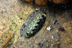 Rhyssoplax diaphora