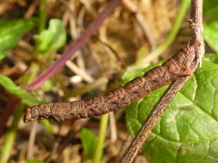 Zermizinga sinuata