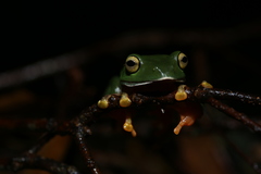 Zhangixalus aurantiventris