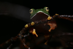 Zhangixalus aurantiventris