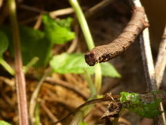 Zermizinga sinuata