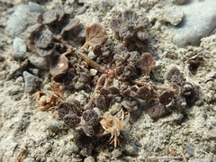 Dysphania pusilla
