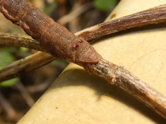 Zermizinga sinuata