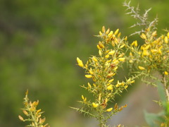 Ulex argenteus subsericeus