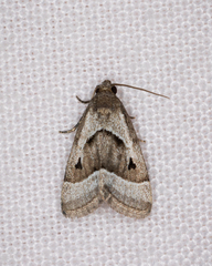 Narangodes nigridiscata