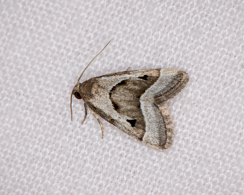 Narangodes