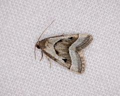 Narangodes nigridiscata