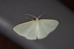 Prasinocyma ocyptera