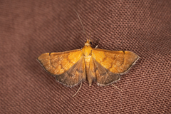 Myriostephes matura