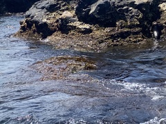 Macrocystis pyrifera