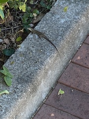 Trachylepis depressa