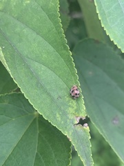 Epilachna maculicollis