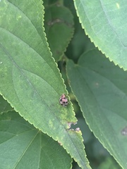 Epilachna maculicollis