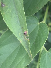 Epilachna maculicollis