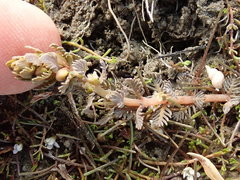 Myriophyllum triphyllum