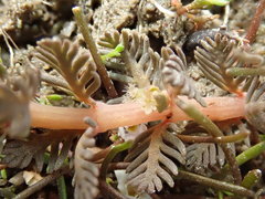 Myriophyllum triphyllum