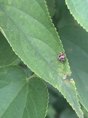 Epilachna maculicollis