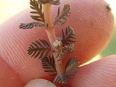 Myriophyllum triphyllum